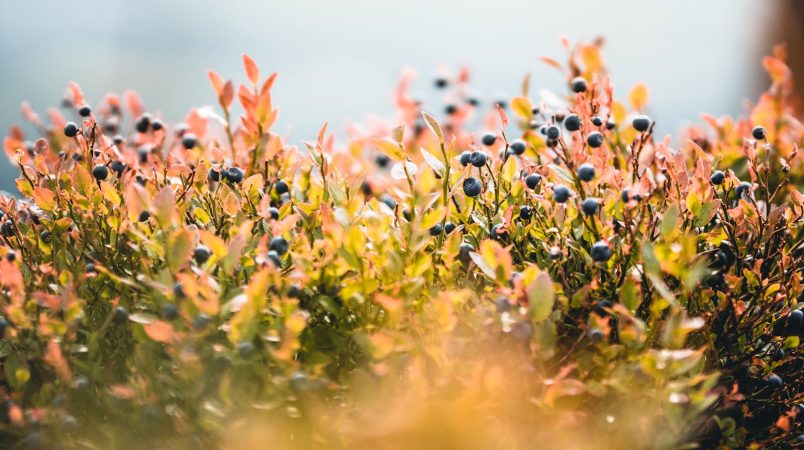 Maine's wild blueberry barrens are crumbling under a climate they no longer recognize