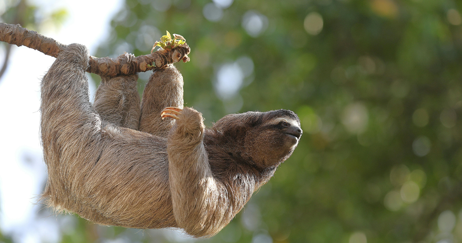 A former CDC epidemiologist calls the global wildlife trade "pandemic roulette" — and a Florida sloth attraction just exposed exactly which agencies are supposed to be watching, and aren't