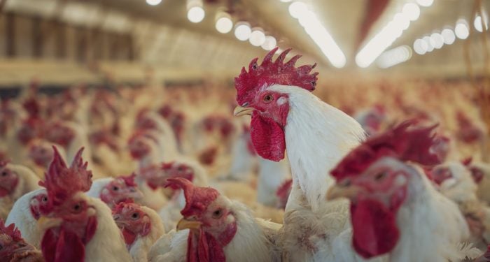 A car-sized mechanical chicken outside 15 London Prets isn't really about one welfare pledge — it's about how the entire industry quietly turned 2018 commitments into 2032 problems