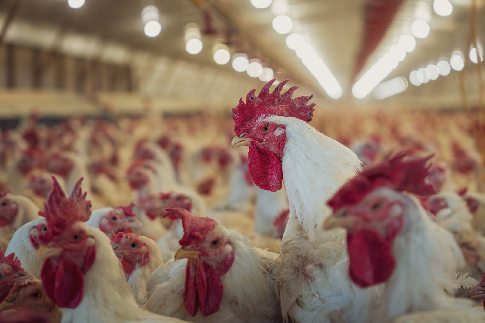 A car-sized mechanical chicken outside 15 London Prets isn't just about one welfare pledge — it's about how voluntary food promises can become moving-target deadlines