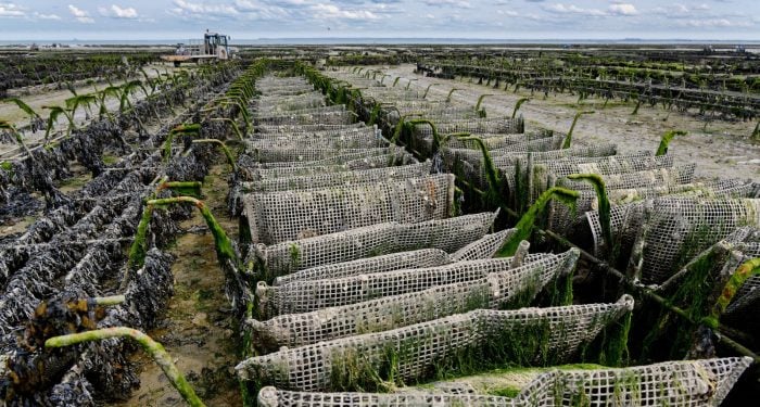 Bibigo's parent company is quietly building a land-based seaweed farm in Korea — and the move says more about the cracks in ocean aquaculture than the industry wants to admit