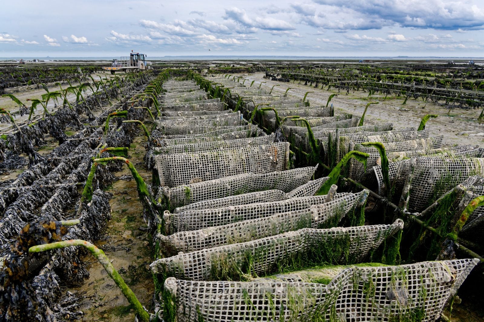 Bibigo's parent company is quietly building a land-based seaweed farm in Korea — and the move says more about the cracks in ocean aquaculture than the industry wants to admit