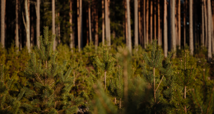 Carbon removal has to quadruple to 8.8 gigatonnes by 2050 to claw back 1.5C — and the Milan conference just made clear that trees alone cannot carry the load anymore