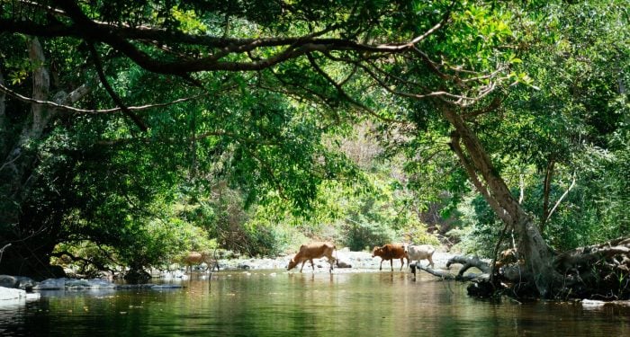 Colombia just became the first Amazon nation to legally require beef traceability from calf to supermarket — and the real target isn't ranchers, it's the armed groups laundering cattle through the forest