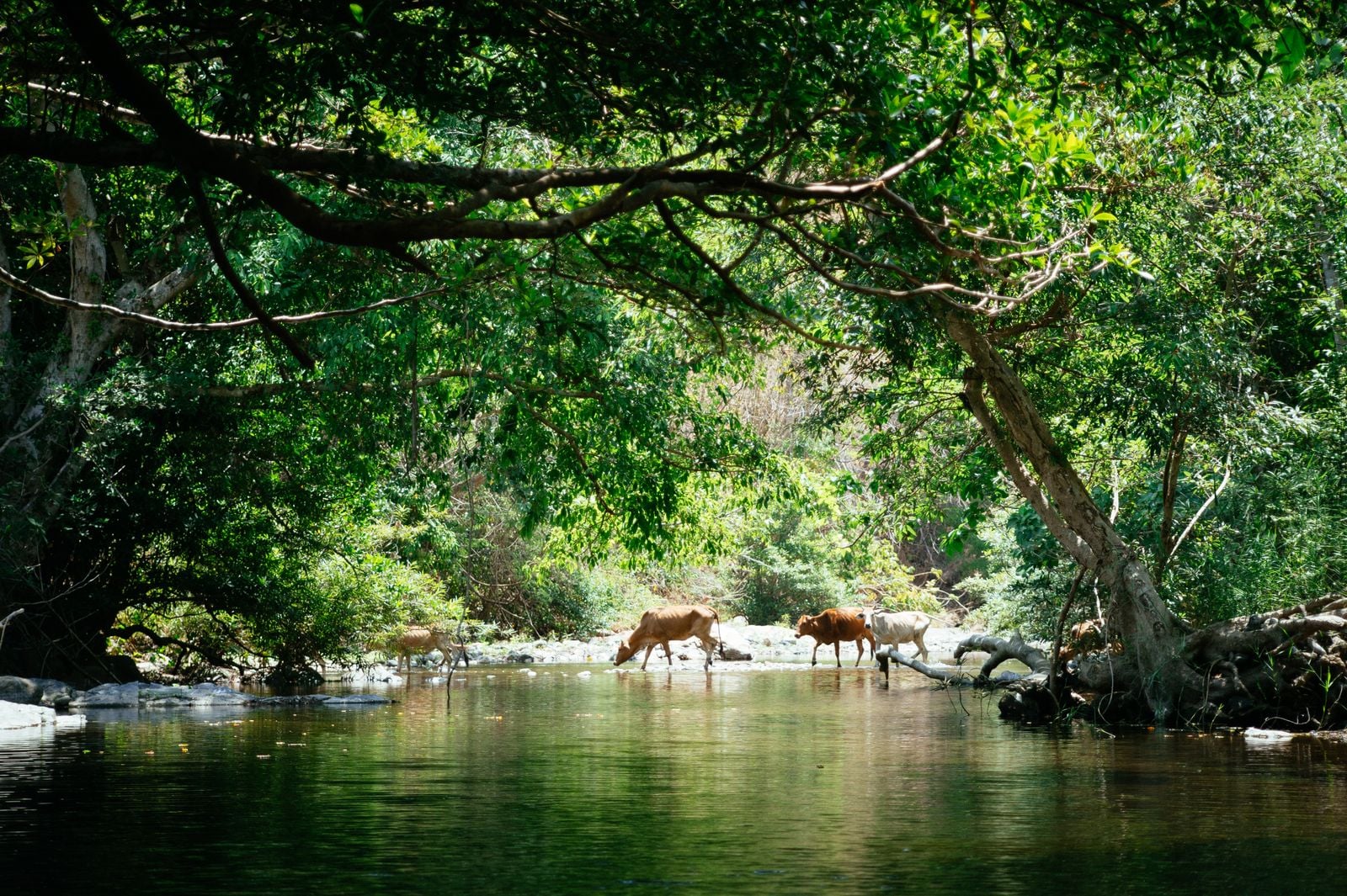 Colombia just became the first Amazon nation to legally require beef traceability from calf to supermarket — and the real target isn't ranchers, it's the armed groups laundering cattle through the forest