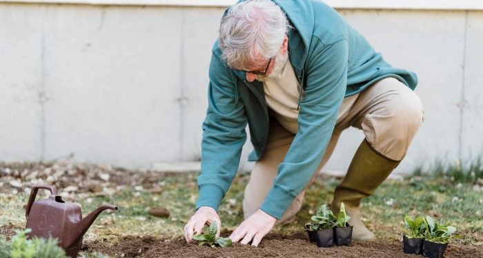 elderly hands planting seedlings