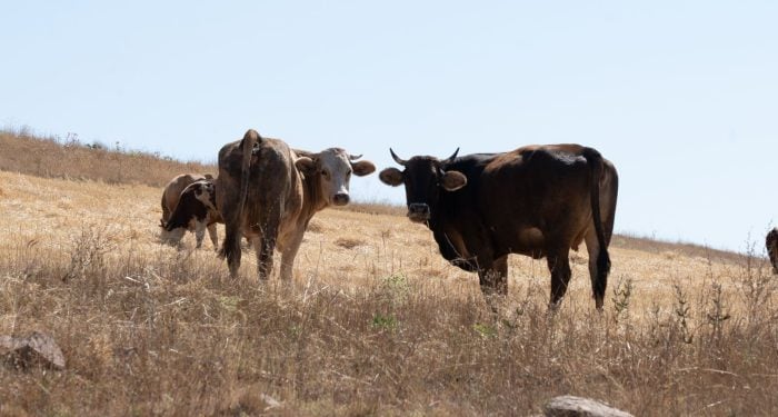 JBS is closing U.S. beef plants and calling it efficiency — but the timing, the antitrust lawsuit and a 75-year cattle low tell a different story about who actually controls American meat