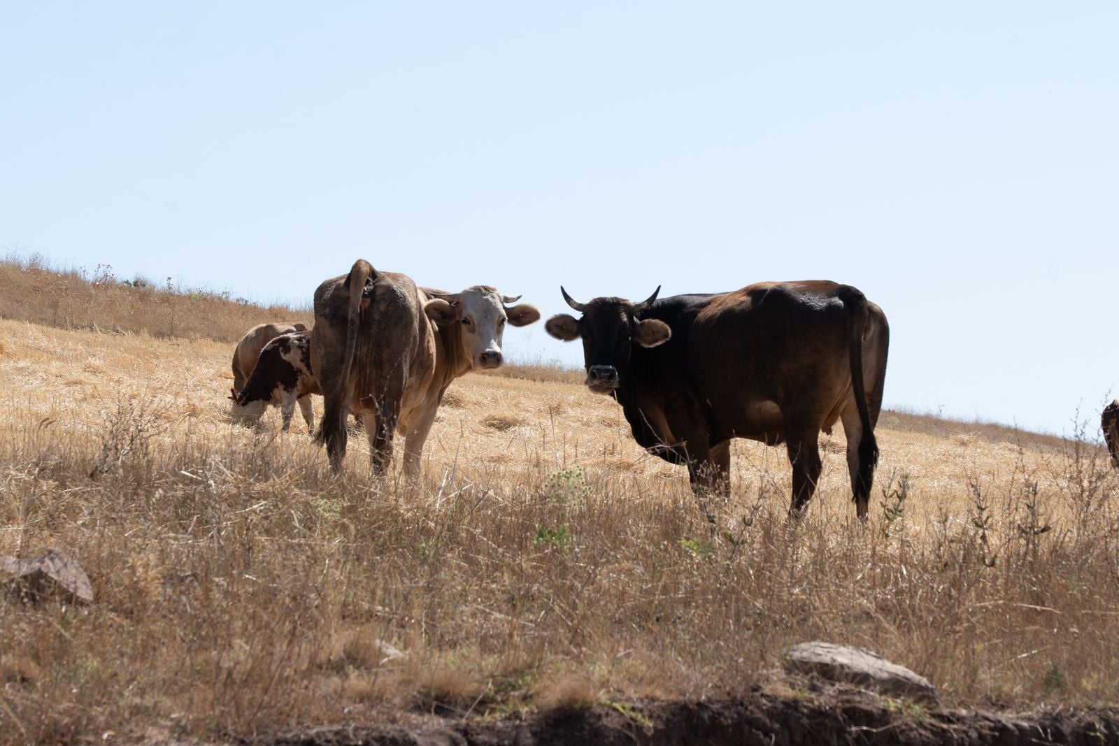 JBS is closing U.S. beef plants and calling it efficiency — but the timing, the antitrust lawsuit and a 75-year cattle low tell a different story about who actually controls American meat