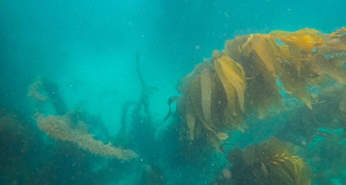 Kelp forests are vanishing faster than coral reefs or rainforests — and the countries actually saving them aren't the ones with the best science, they're the ones that eat the most seaweed