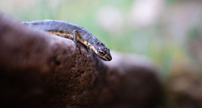 Mammals were supposed to have lost the ability to regrow limbs millions of years ago — a Texas A&M team just showed the machinery was never gone, only switched off