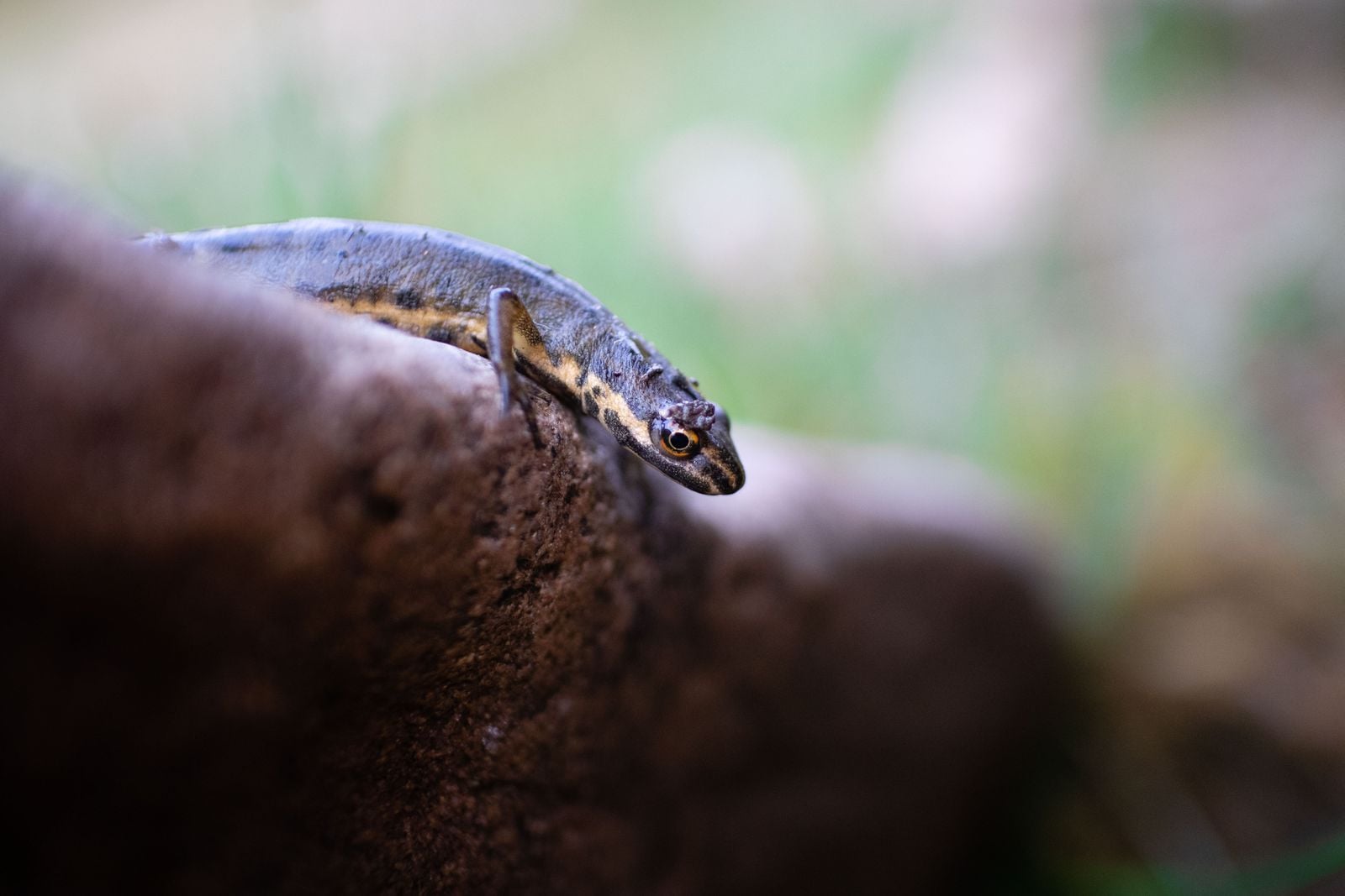 Mammals were supposed to have lost the ability to regrow limbs millions of years ago — a Texas A&M team just showed the machinery was never gone, only switched off