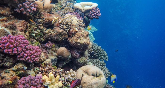 Most coral coverage reads like an obituary — but Woods Hole scientists in the Marshall Islands are quietly mapping the 