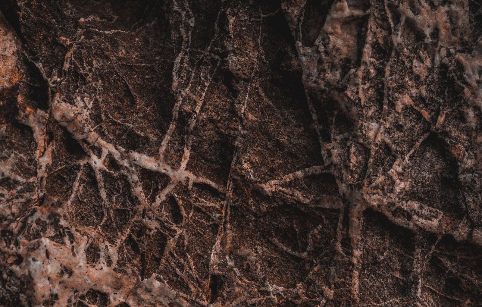 Scientists just mapped 68 quadrillion miles of fungal networks under our feet — and the climate story everyone's been telling about forests is missing where 11% of human emissions actually go