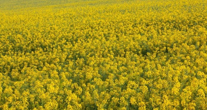 The most expensive ingredient in cultivated meat isn't the cell line or the bioreactor — it's a protein called albumin, and a Tufts spinout thinks canola oil waste is the fix