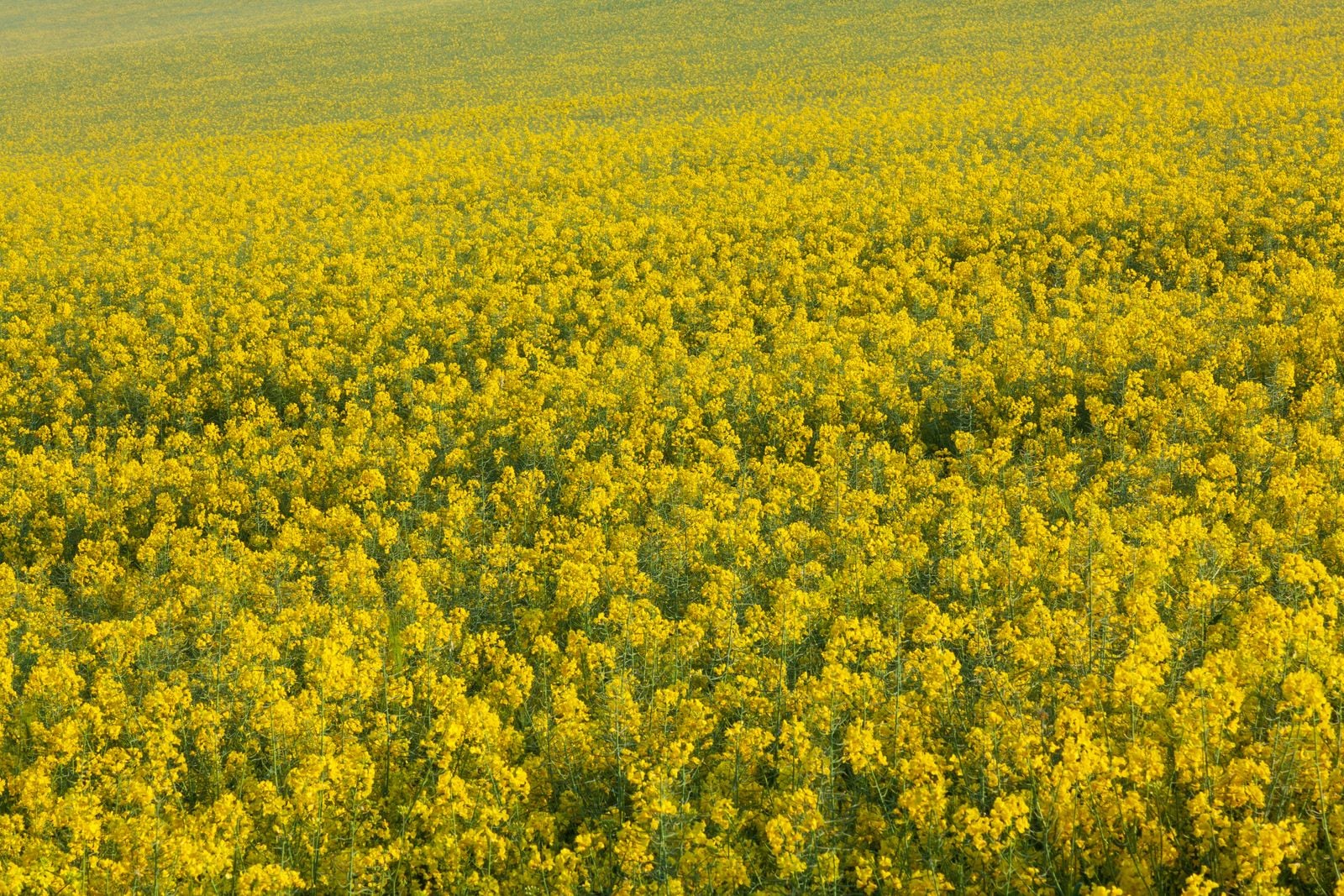 The most expensive ingredient in cultivated meat isn't the cell line or the bioreactor — it's a protein called albumin, and a Tufts spinout thinks canola oil waste is the fix