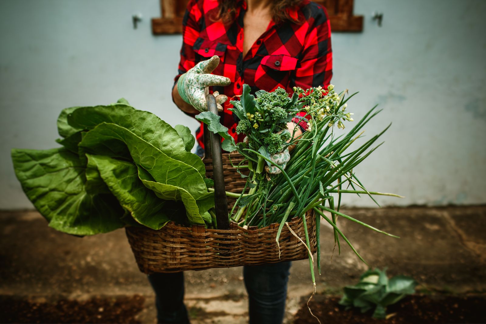 vegetable garden summer harvest