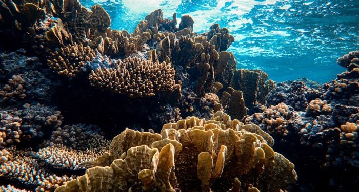 While most coral coverage reads like an obituary, a Woods Hole scientist is quietly mapping the reefs that keep thriving when everything around them bleaches white — and the Marshall Islands changed her thesis