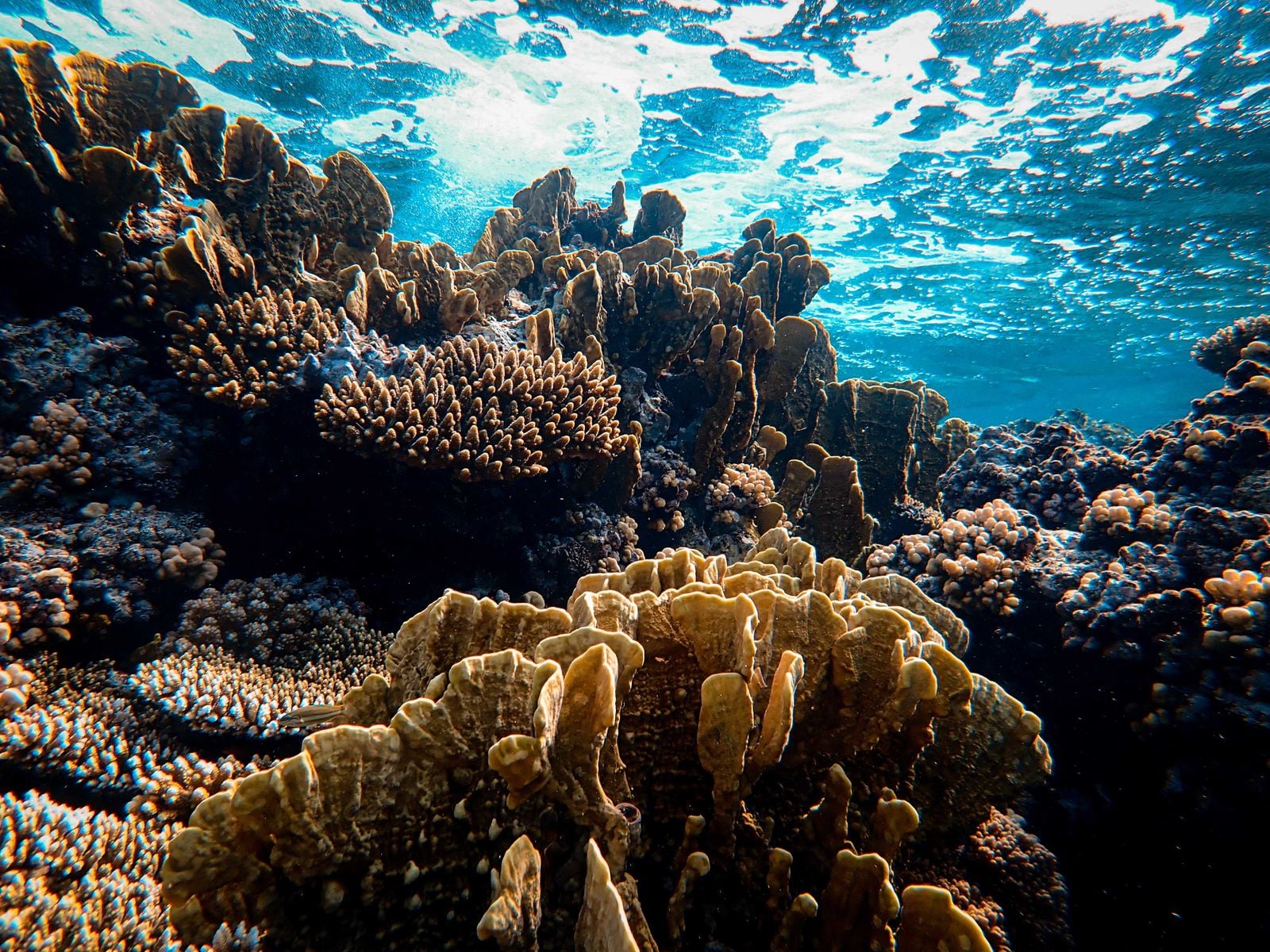 While most coral coverage reads like an obituary, a Woods Hole scientist is quietly mapping the reefs that keep thriving when everything around them bleaches white — and the Marshall Islands could turn her Super Reefs idea into a real-world conservation test