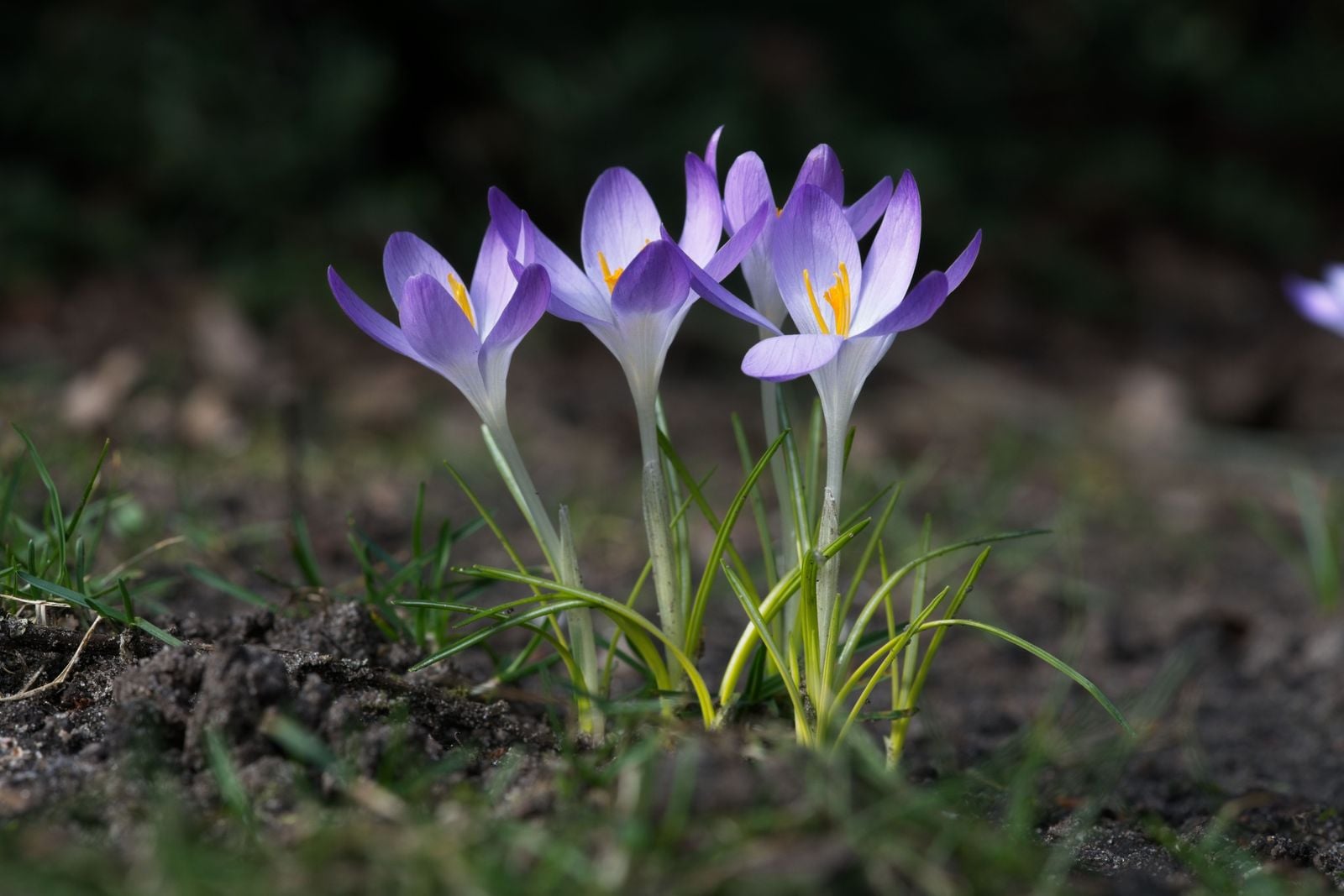purple crocus field dawn