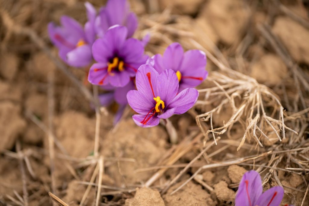 Saffron takes about 75,000 hand-picked crocus flowers to make a single pound, because each purple bloom offers only three crimson threads and each one has to be pulled out with fingertips before sunrise.