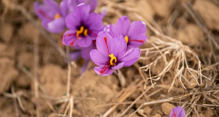 Saffron takes about 75,000 hand-picked crocus flowers to make a single pound, because each purple bloom offers only three crimson threads and each one has to be pulled out with fingertips before sunrise.