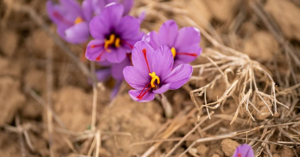 Saffron takes about 75,000 hand-picked crocus flowers to make a single pound, because each purple bloom offers only three crimson threads and each one has to be pulled out with fingertips before sunrise.